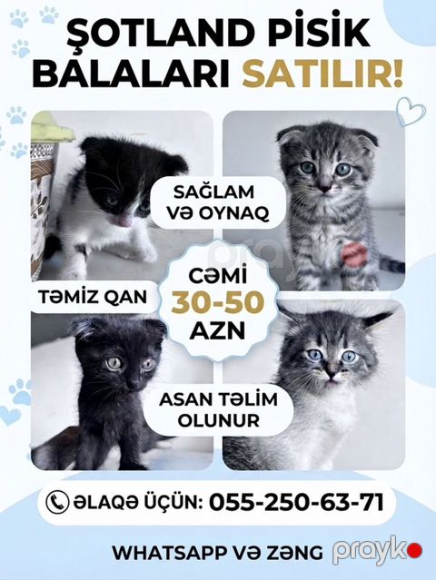 Şotland — Bakı