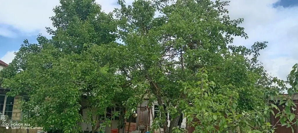 4 otaqlı Həyət evi Satılır, Şamaxı — Ev, villa, Şamaxı (4)