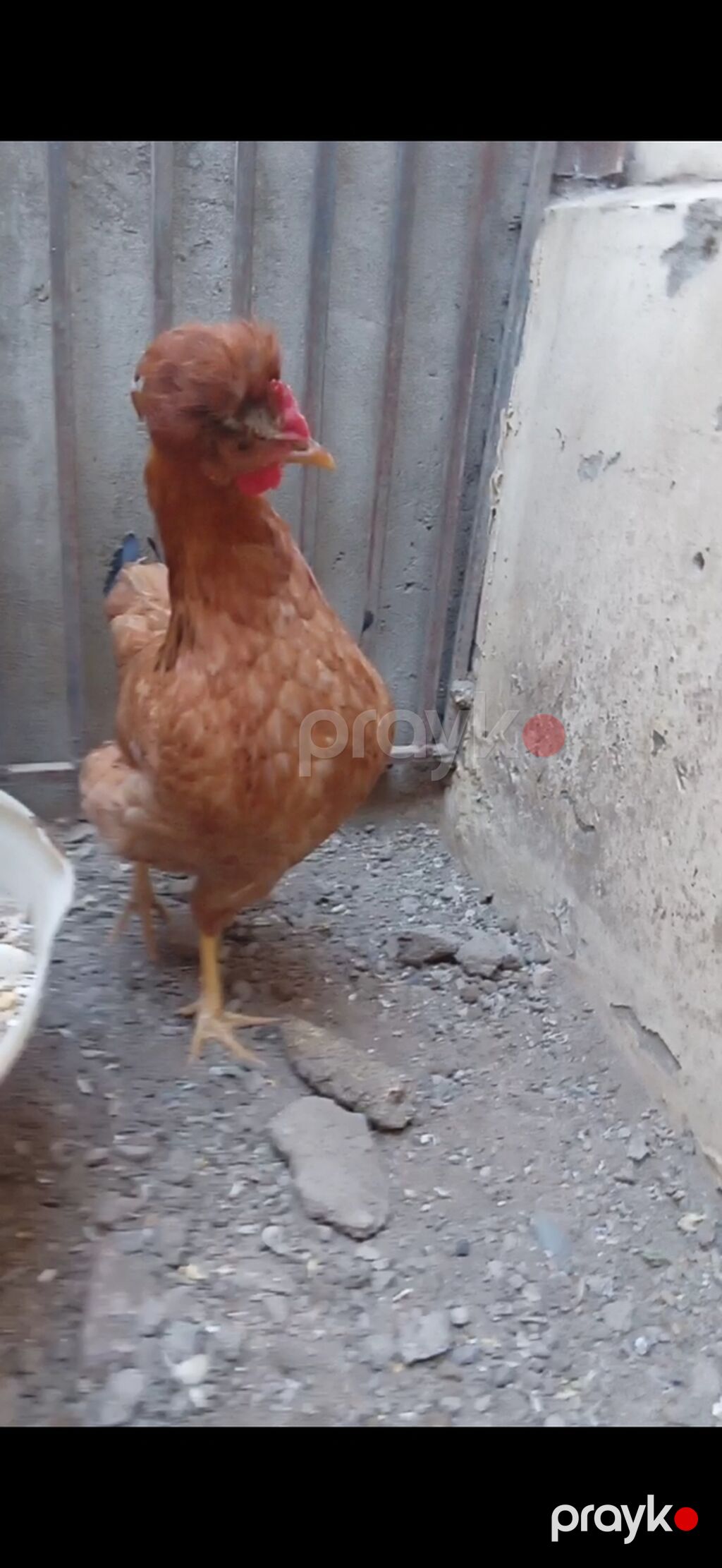 Toyuq, Yumurtalıq — Toyuq və xoruz, Bakı (2)