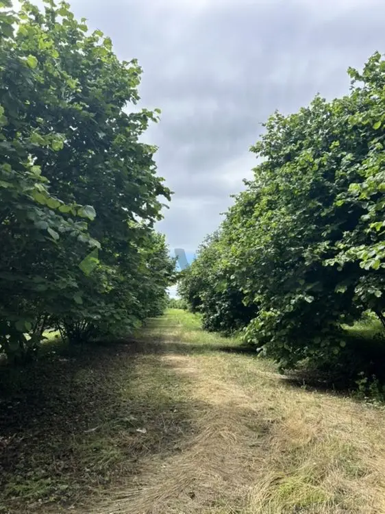 95 sot Torpaq Satılır, Zaqatala — Zaqatala