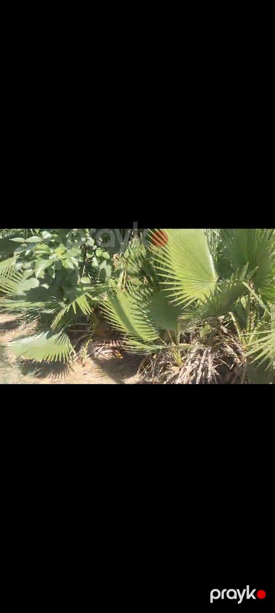 Palma ağacı — Bitkilər, Bakı (2)