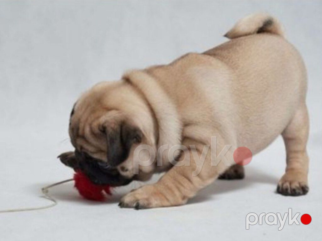 Mops — Köpəklər, Bakı (5)