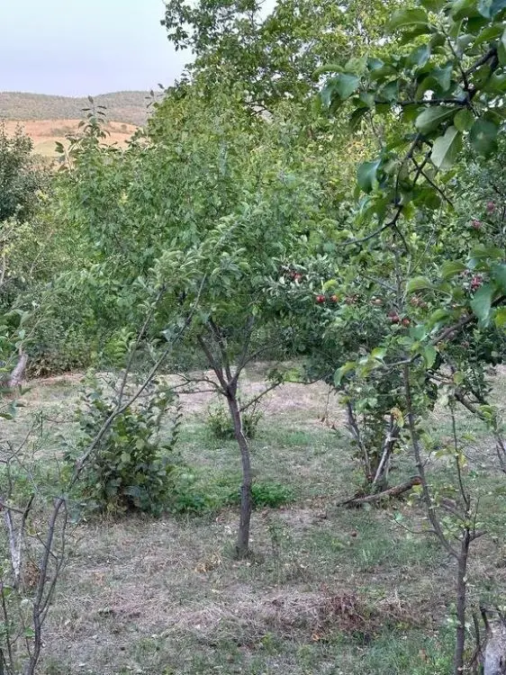 22 sot Torpaq Satılır, Şabran — Torpaq, Şabran (8)