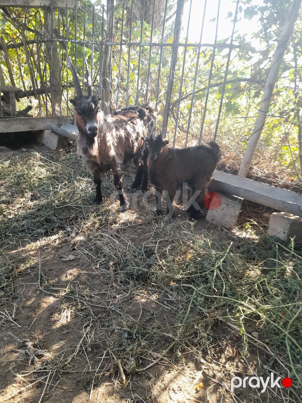 1 Bogazdi ekiz dogan kecidi cavan suduk damazdigdi birde balali — Kənd təsərrüfatı heyvanları, Sumqayıt (4)