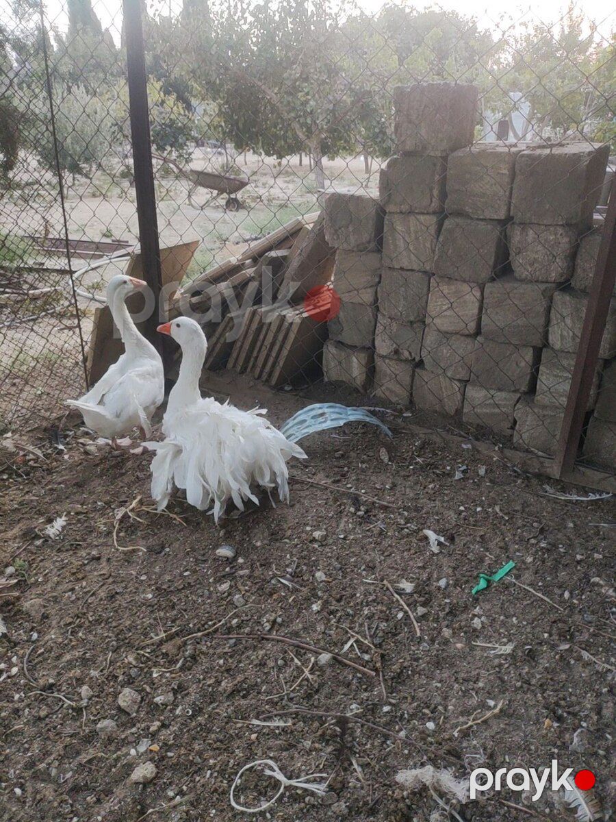 Qazlar — Quşlar, Bakı (11)