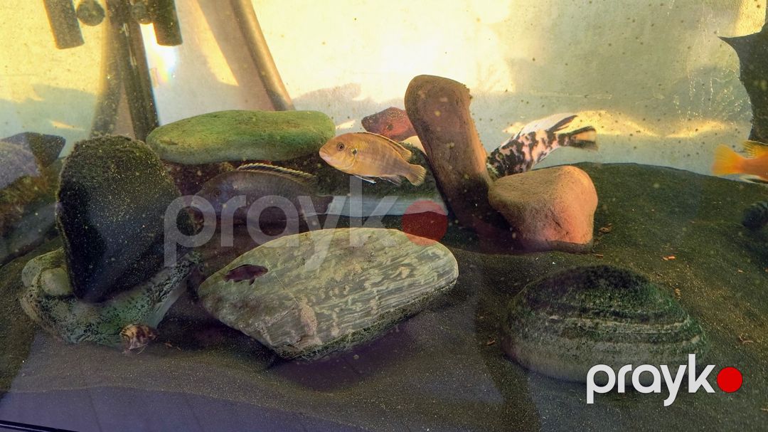 Akvarium — Akvariumlar və balıqlar, Bakı (7)