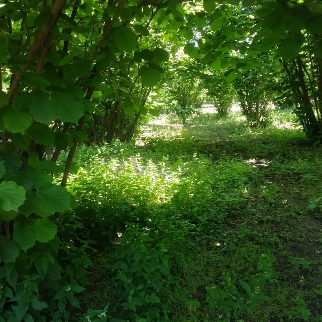20 sot Torpaq Satılır, Oğuz — Torpaq, Oğuz (7)