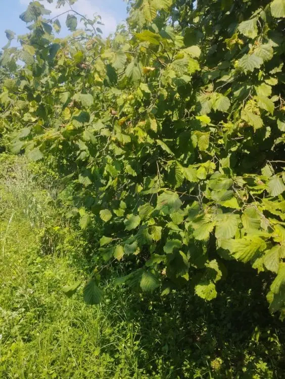 24 sot Torpaq Satılır, Zaqatala — Torpaq, Zaqatala (7)