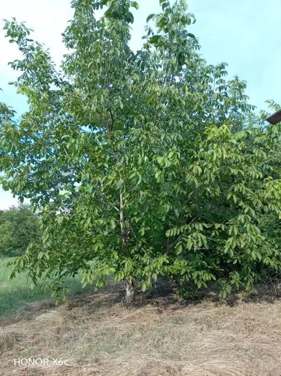20 sot Torpaq Satılır, Ağdaş — Torpaq, Ağdaş (3)