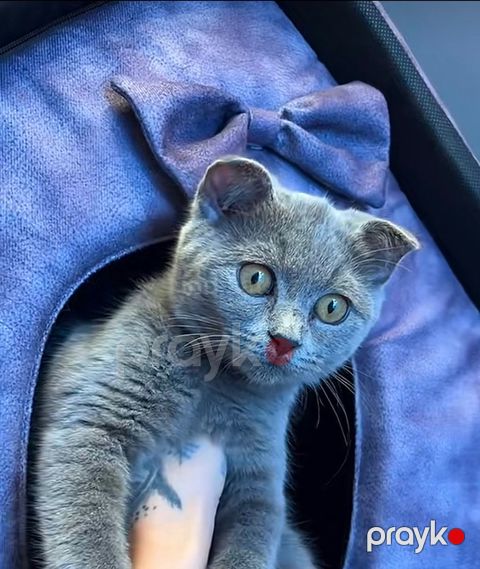 Scottish Fold cinsidir — Bakı
