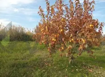200 sot Torpaq Satılır, Xaçmaz — Torpaq, Xaçmaz (3)