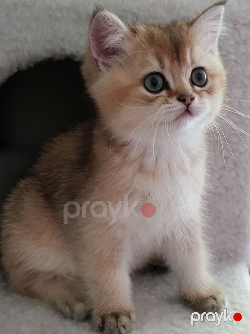 Qızıl şinşilla — Pişiklər, Bakı (2)
