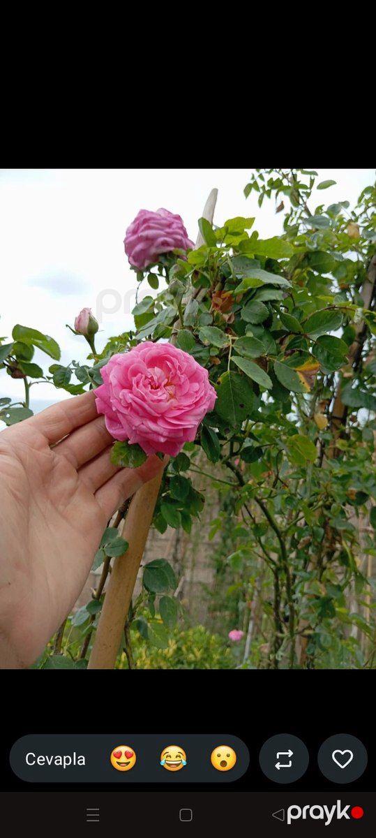 Ağaclar və tinglər — Bitkilər, Bakı (8)