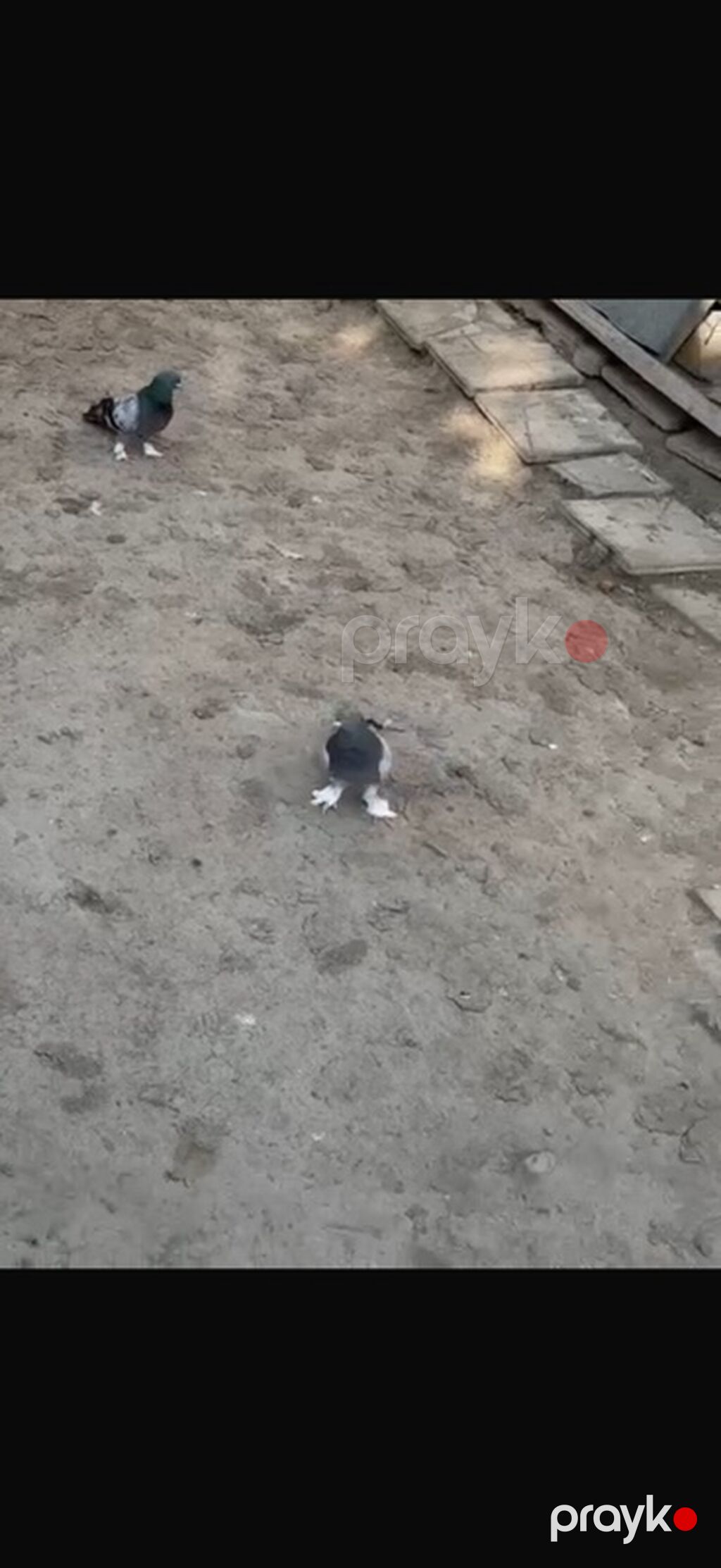 2 Erkey Delfin satılır ciddi alıcılar yazsın Elaqe 0504240736 — Göyərçin, Mingəçevir (3)