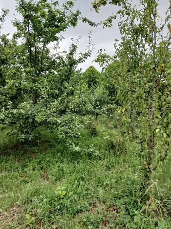 3 sot Torpaq Satılır, Qusar — Torpaq, Qusar (4)