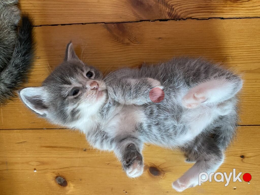 Tabbi, Yaxşı əllərə — Pişiklər, Digah (3)