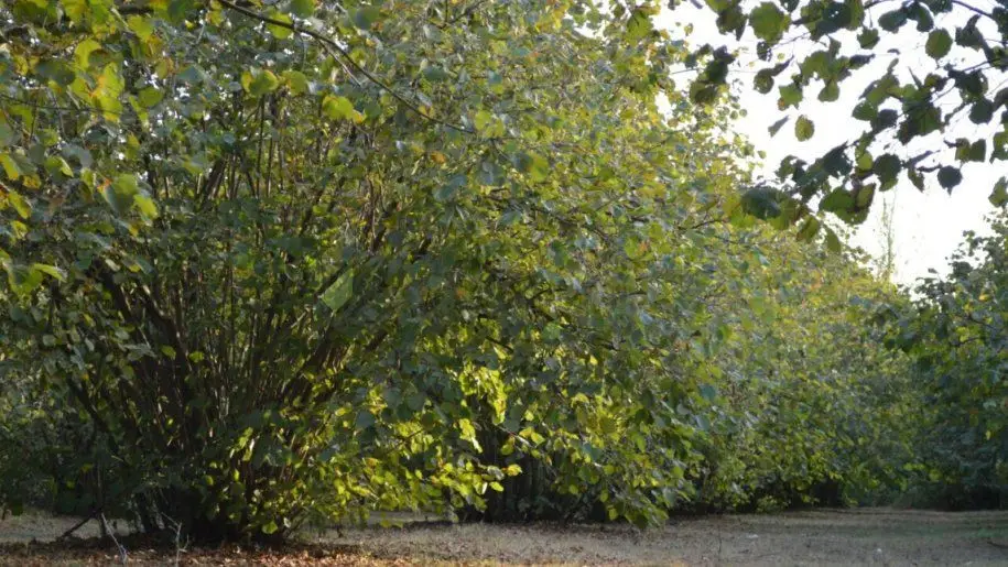 55 sot Torpaq Satılır, Oğuz — Torpaq, Oğuz (5)