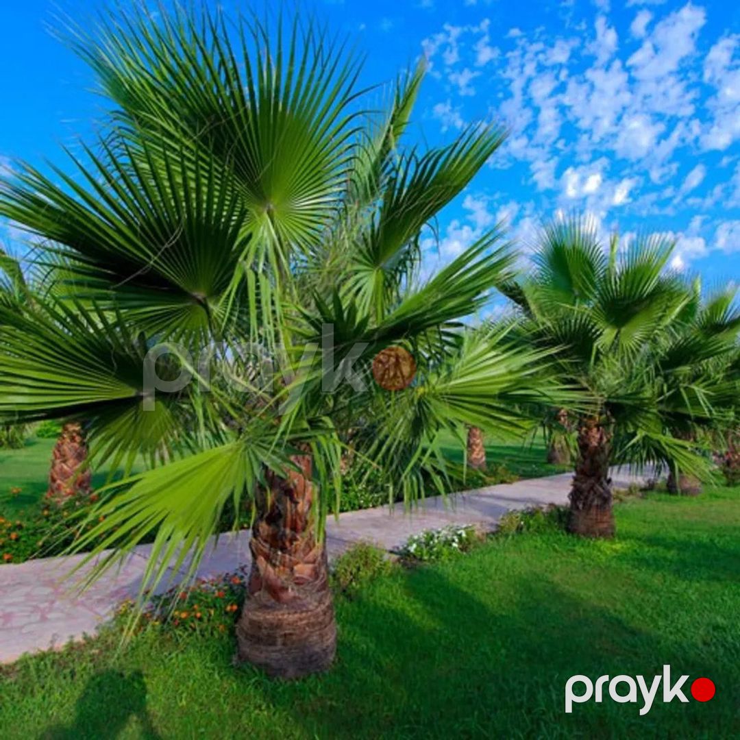 Palma Vaşinqtoniya filamentosa — Bitkilər, Bakı (7)