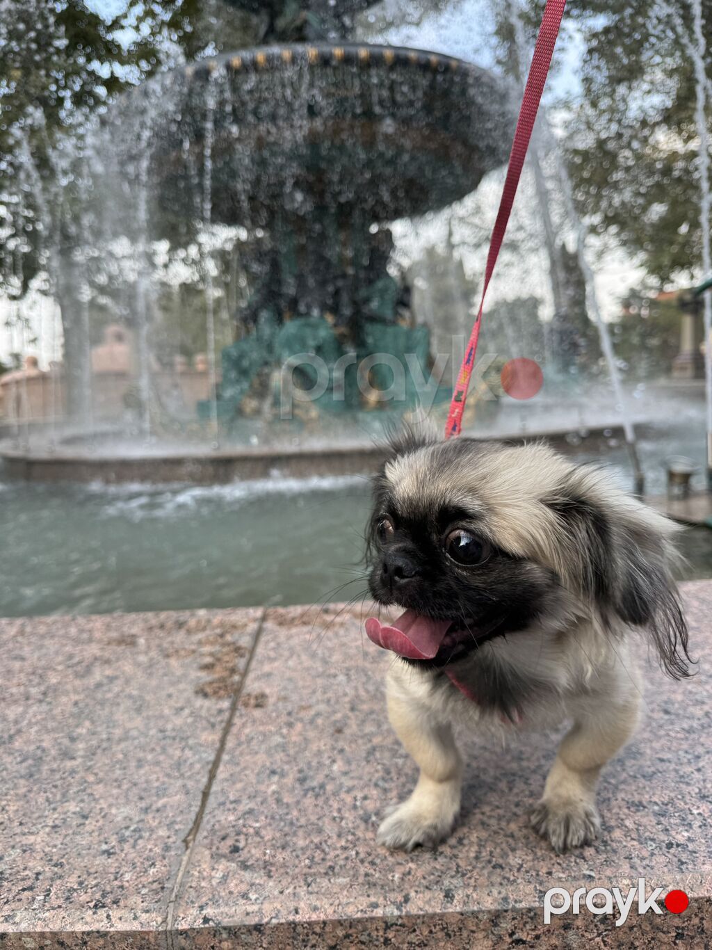Pekines, Dişi — Köpəklər, Gəncə (2)