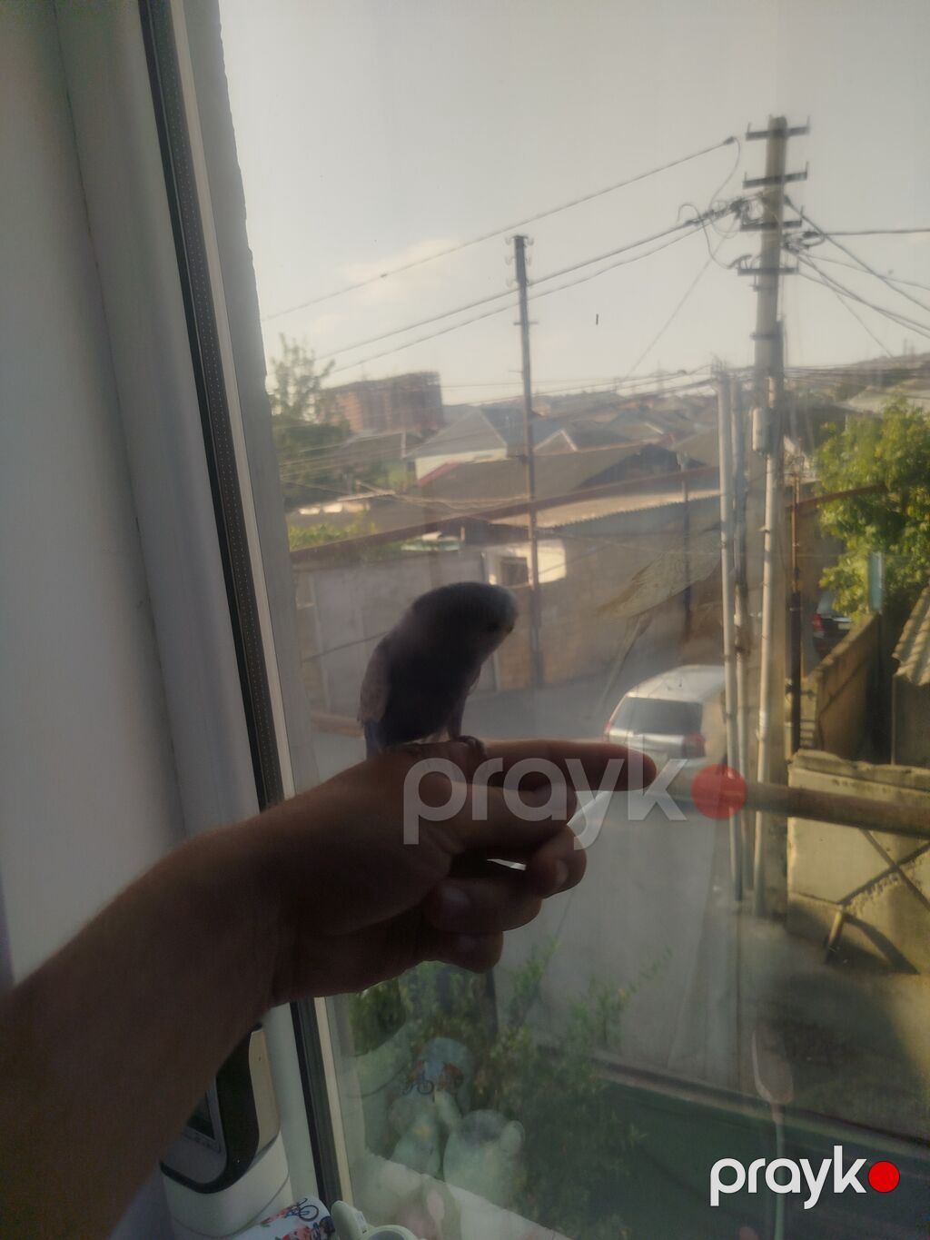 Ələ gəlir. Dişləmir. Erkey heyvandi Tam saglamdir. Real aliciya — Tutyun papağayı, Xırdalan (5)