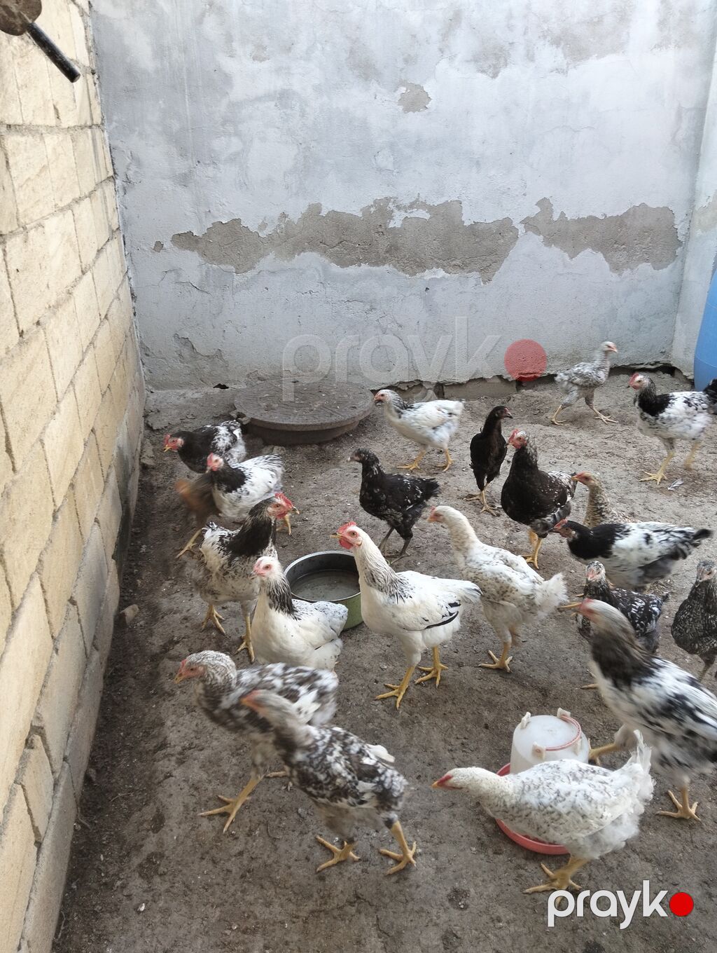 Xarkov sortu və serbiris sort var real alıcıya endirim olacaq — Toyuq və xoruz, Bakı (3)