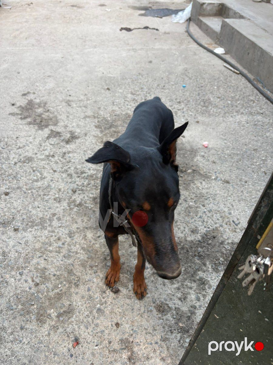 Doberman — Köpəklər, Gəncə (2)