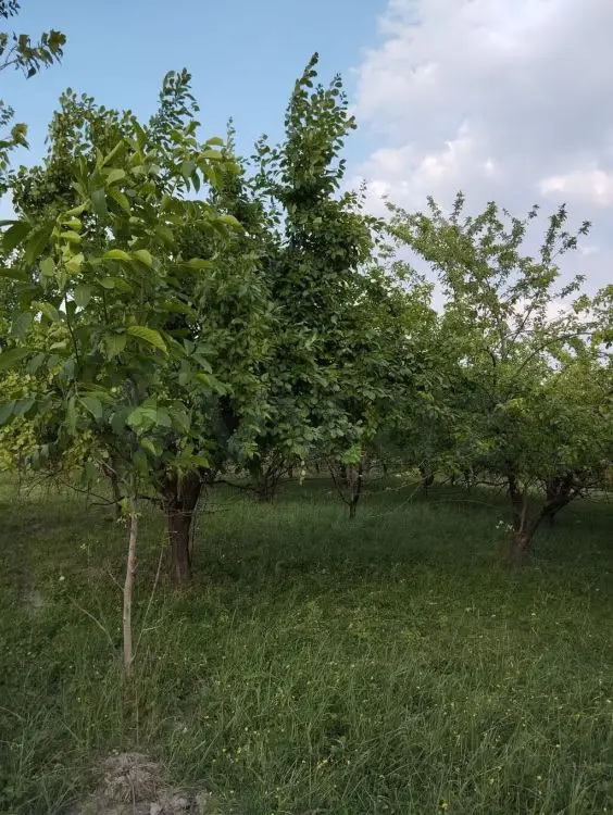 20 sot Torpaq Satılır, Quba — Torpaq, Quba (3)