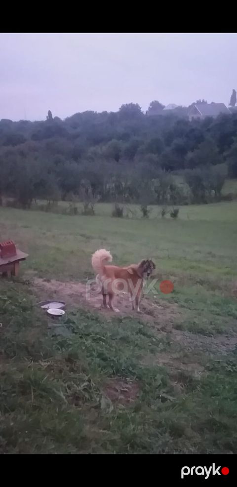 1 il, Dişi — Qusar