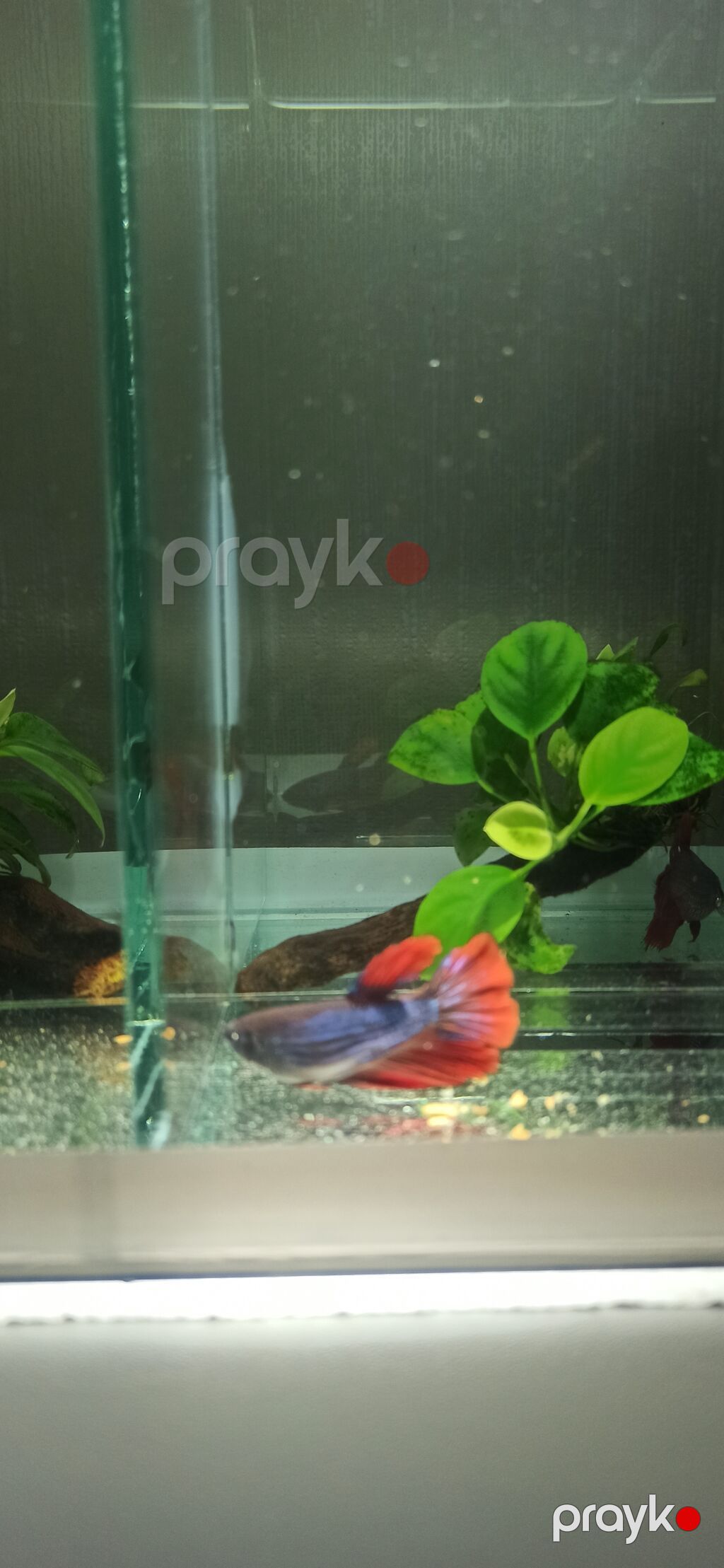 Betta (Petuşok balığı), Sülhsevər — Akvariumlar və balıqlar, Bakı (4)