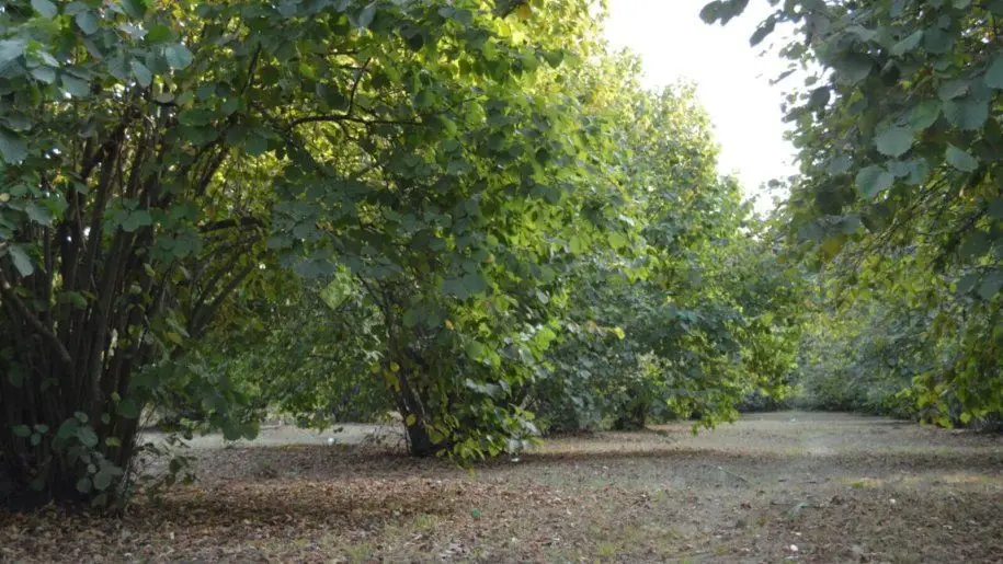 55 sot Torpaq Satılır, Oğuz — Torpaq, Oğuz (4)