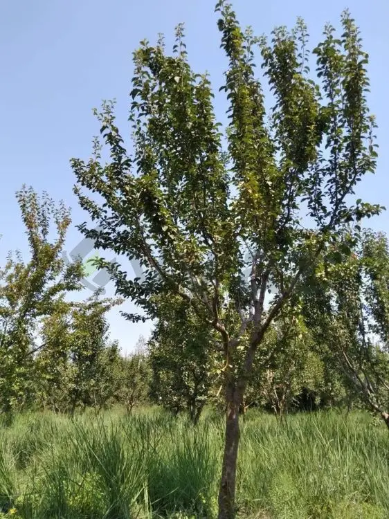 95 sot Torpaq Satılır, Göyçay — Torpaq, Göyçay (5)