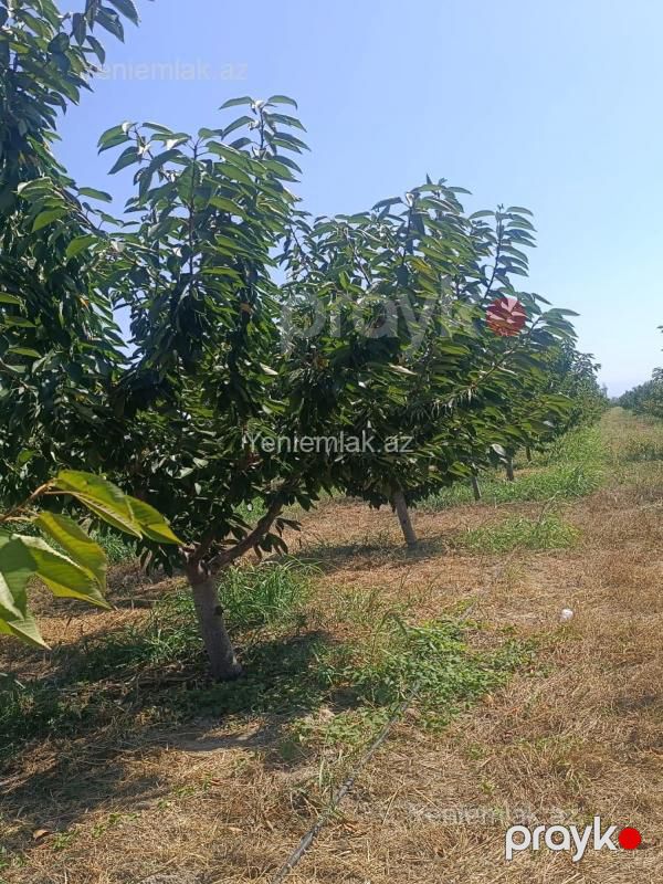 Satılır Torpaq sahəsi, 373 sot, Quba — Torpaq, Quba (4)