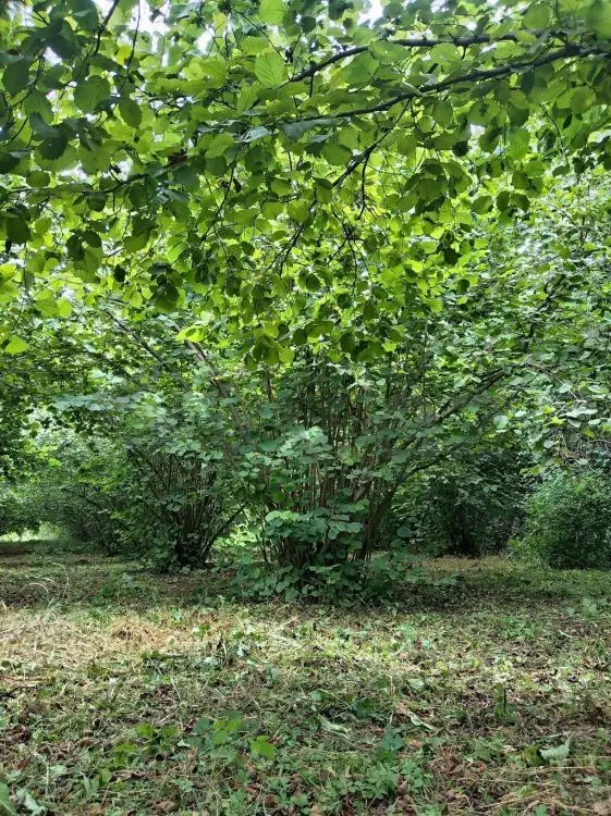 35 sot Torpaq Satılır, Oğuz — Torpaq, Oğuz (2)
