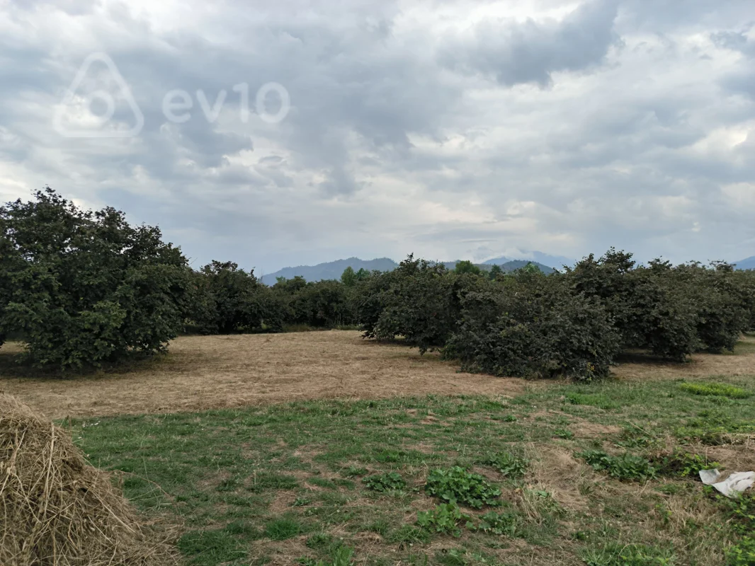 Torpaq sahəsi, 250 sot, Qəbələ Rayonu Bum Qəsəbəsi — Torpaq, Qəbələ (5)