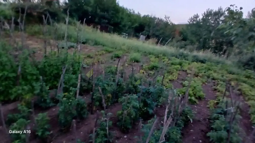 4 otaqlı Həyət evi Satılır, Şamaxı — Ev, villa, Şamaxı (6)