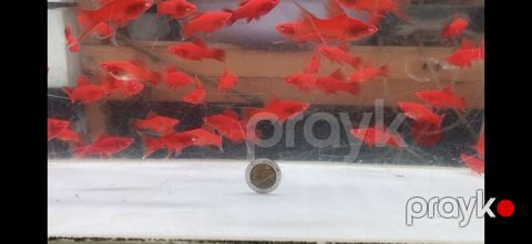 Orta ölçü Qılıncquyruqlar topdan satılır. Minimal alış sayı 10 — Bakı