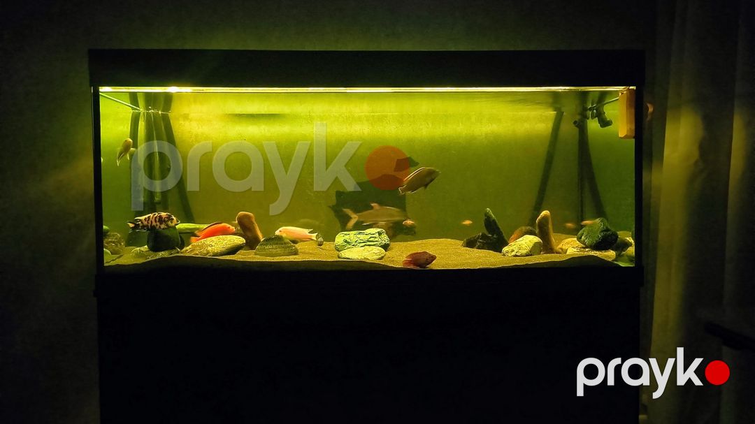 Akvarium — Akvariumlar və balıqlar, Bakı (12)