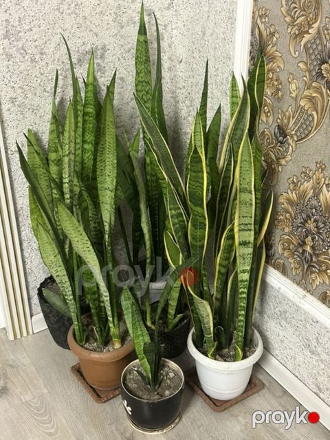 Sansevieria (qılınc gülü) iri hecmli toplu alana endirim olacaq — Bakı