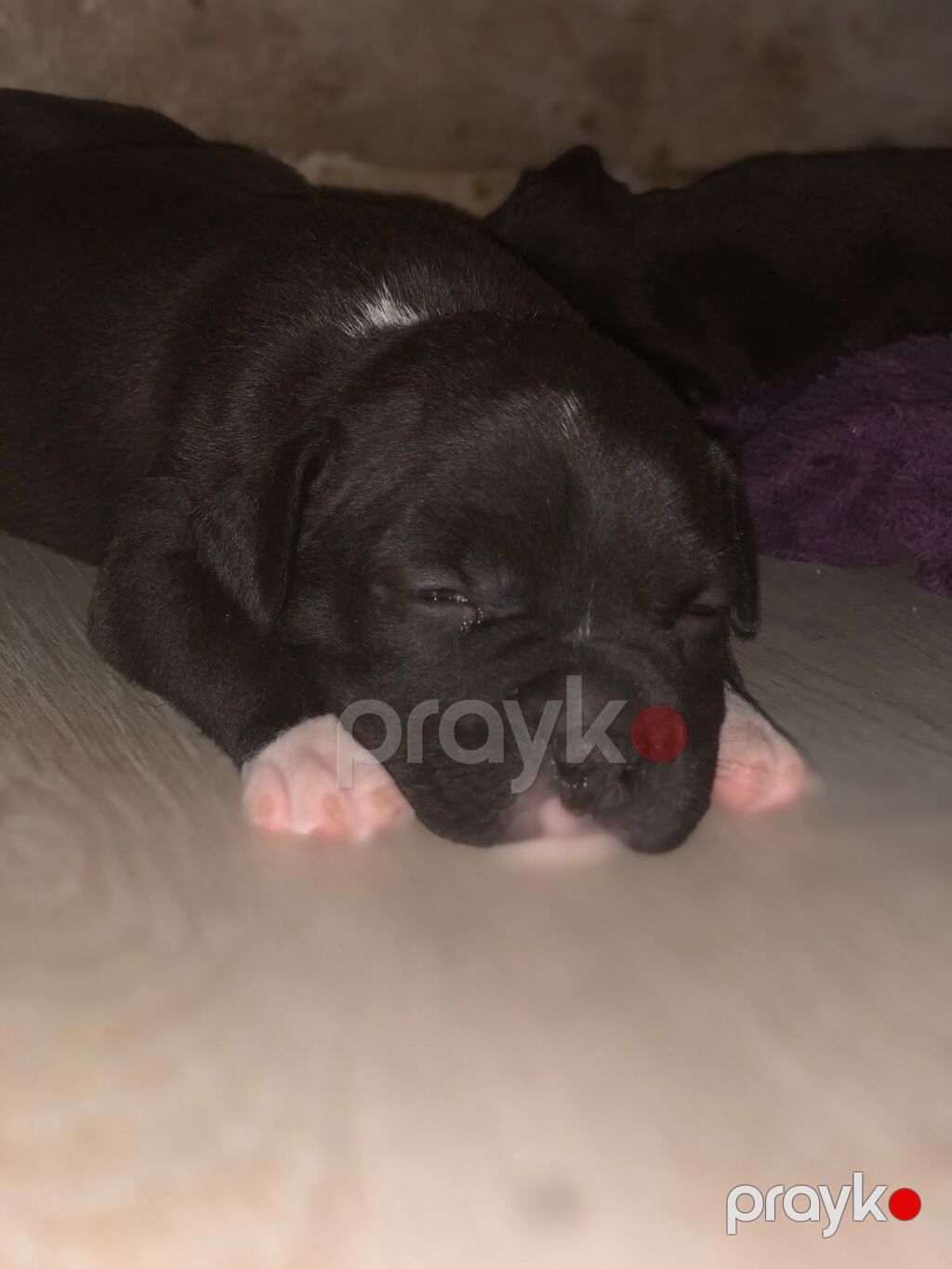 Pitbul — Köpəklər, Bakı (2)