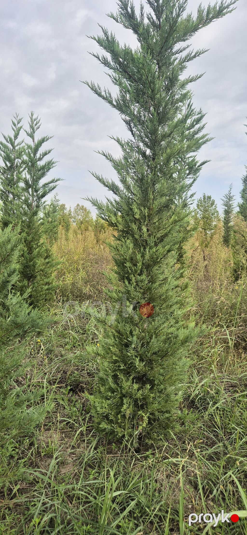 Leylandi şam agaci (Cupressocyparis leylandii) iynəyarpaq dekorativ — Ağaclar və fidan, Tərtər (2)