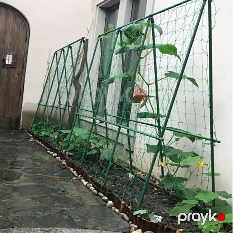 Bitki dayaq toru — Bitkilər, Bakı (6)