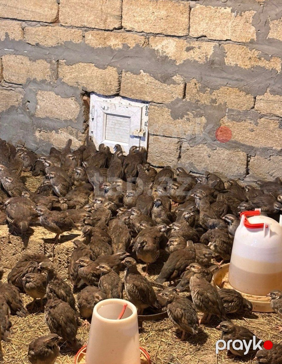 Kəkliklər — Quşlar, Bakı (2)