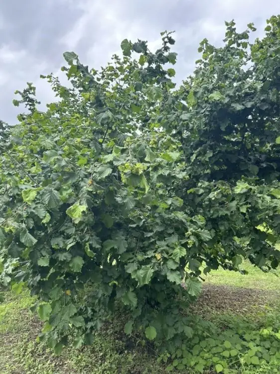95 sot Torpaq Satılır, Zaqatala — Torpaq, Zaqatala (12)