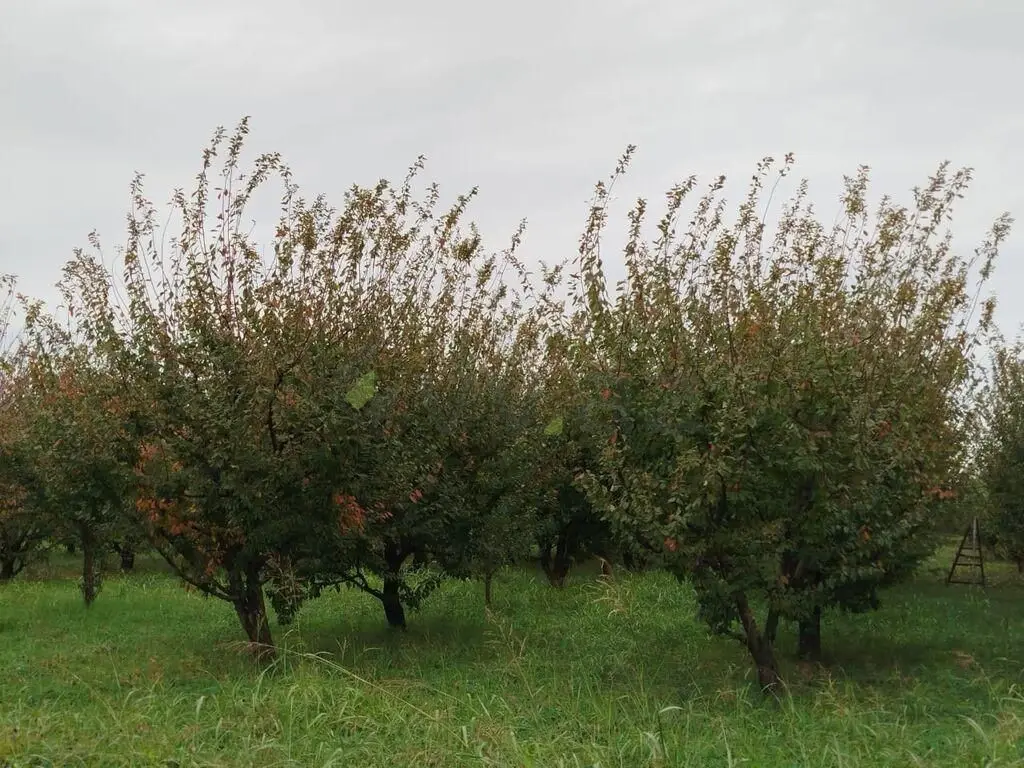 101 sot Torpaq Satılır, Quba — Torpaq, Quba (3)