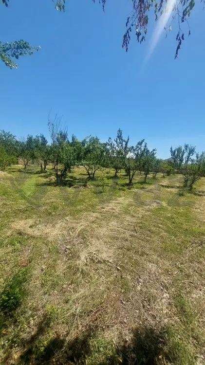 19 sot Torpaq Satılır, Göyçay — Torpaq, Göyçay (6)