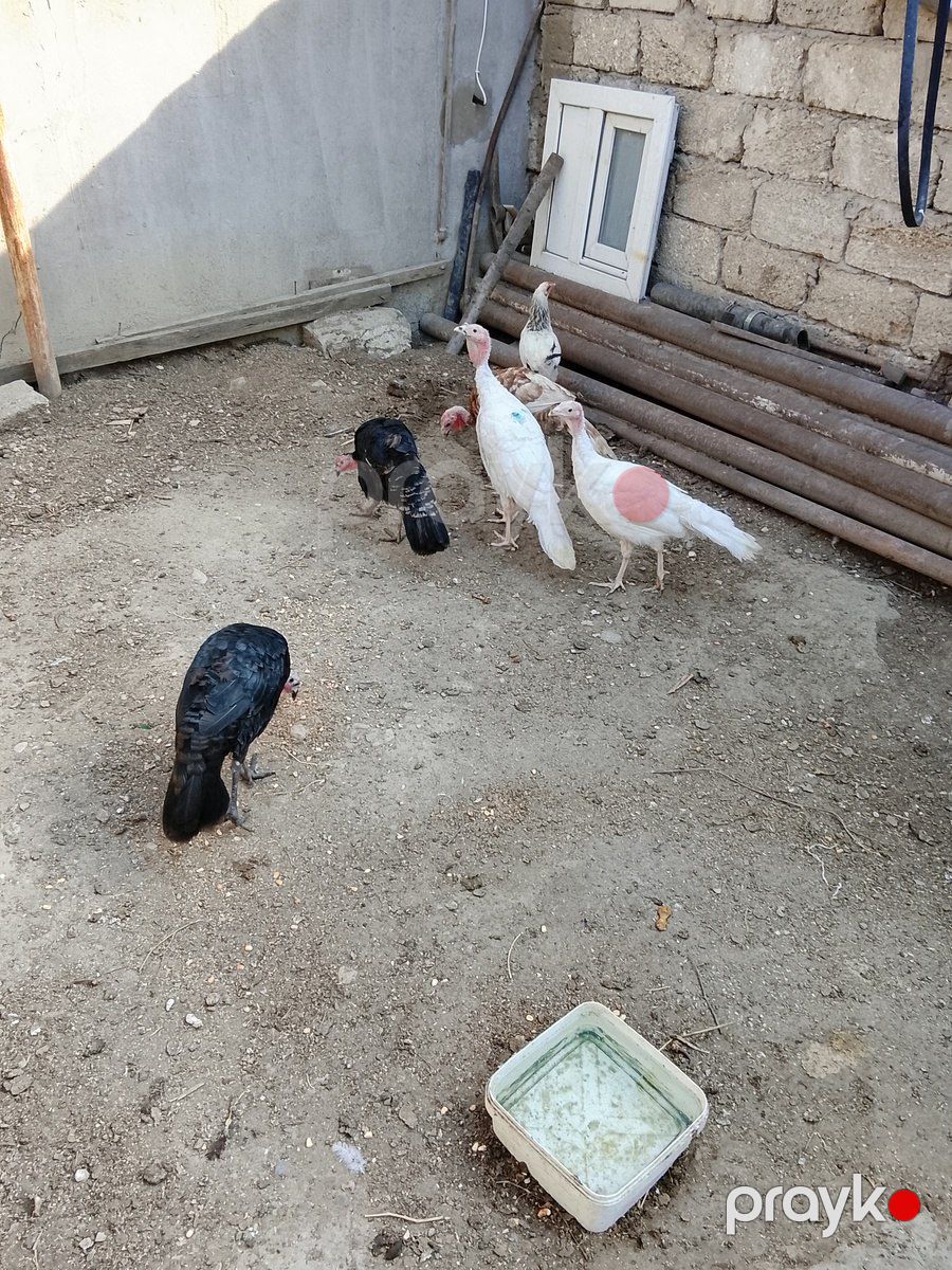 Hinduşka — Quşlar, Bakı (2)