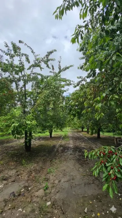 200 sot Torpaq Satılır, Quba — Torpaq, Quba (2)
