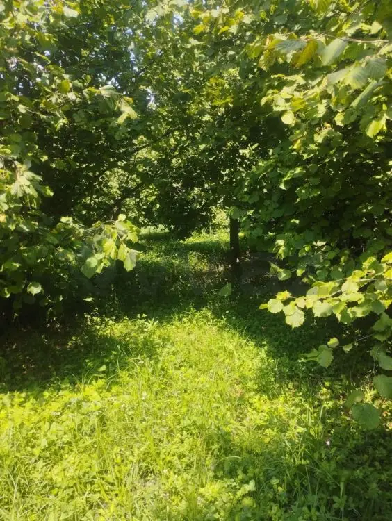 24 sot Torpaq Satılır, Zaqatala — Torpaq, Zaqatala (2)