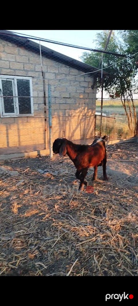 Hələb təkəsi — Ağdaş