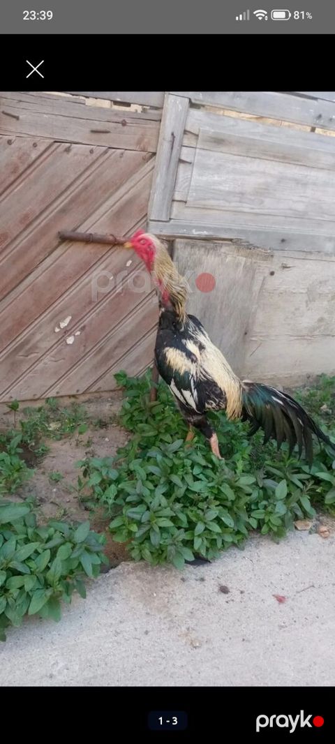 Heyratı — Bakı